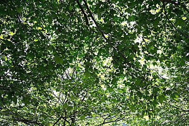 《吸血鬼幸存者》1.2补丁上线 “恶魔城颂歌”DLC正式发售